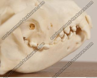 photo reference of skull 0043